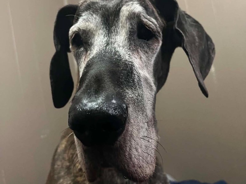 Ripley Roo, a brindle Great Dane looking at the camera
