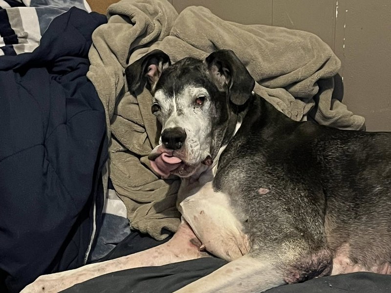 Valeck Jr., a grey-muzzled Great Dane resting on a bed