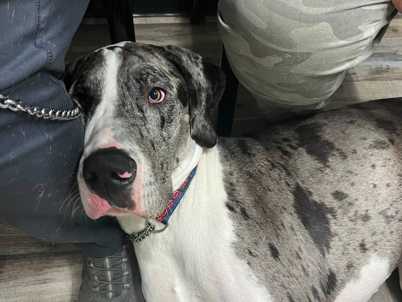 Sir Walter, a merle Great Dane with one light eye
